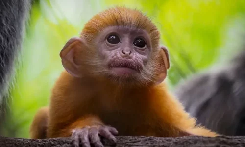 macaco bebe macaco bebe
